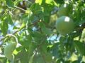Bael fruit